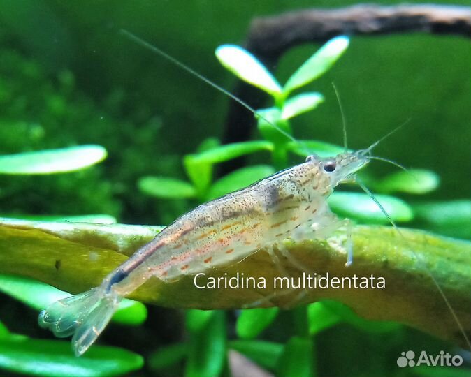 Креветки Амано (Caridina multidentata)