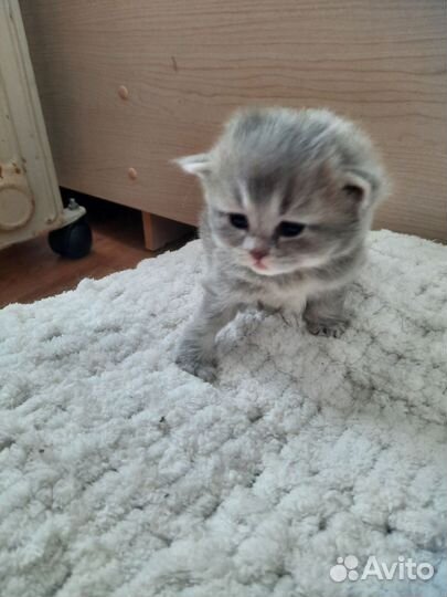 Шотландские котята