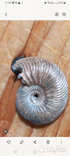 Окаменелости аммониты