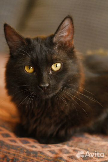 Котенок Нуара в добрые руки