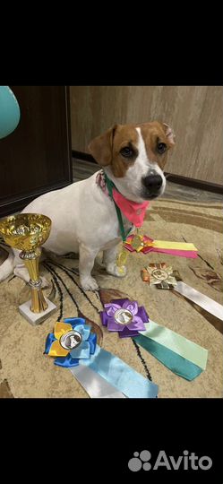 Джек рассел терьер
