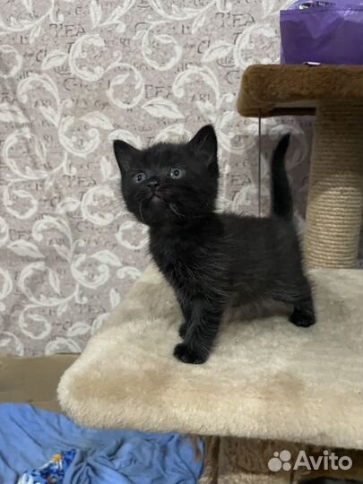 Котенок мальчик