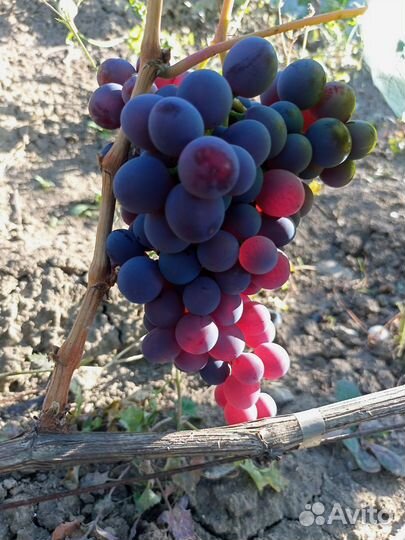 Черенки (чубуки) винограда