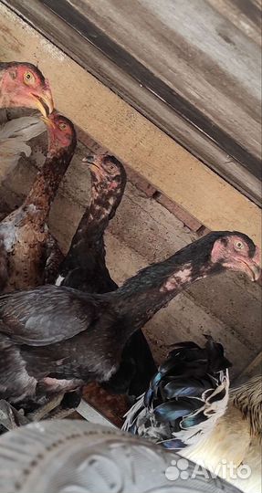 Бойцовая курица