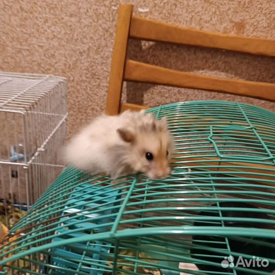 Сирийский хомяк мальчик