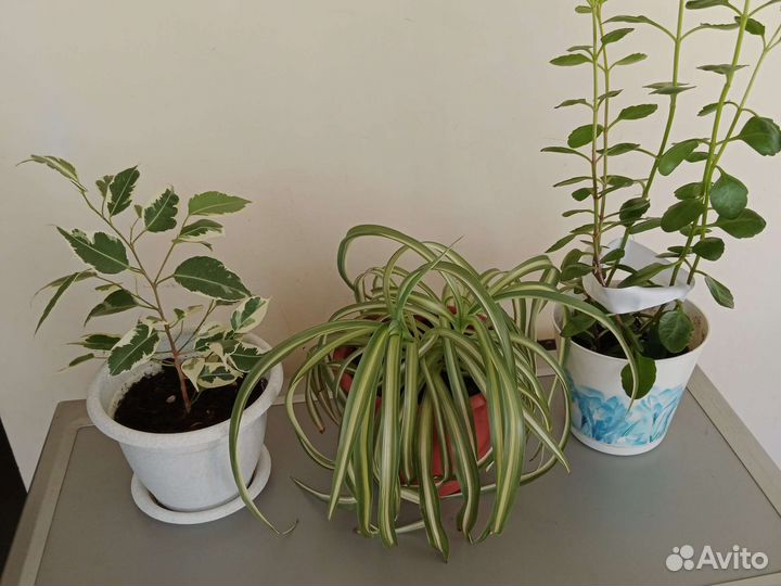 Комнатные цветы