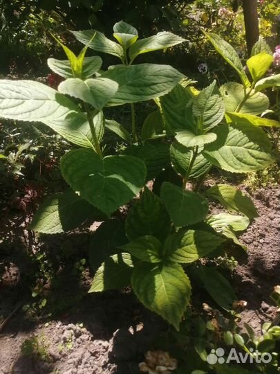 Кустики розовой гортении крупнолистной