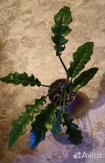 Филодендроны