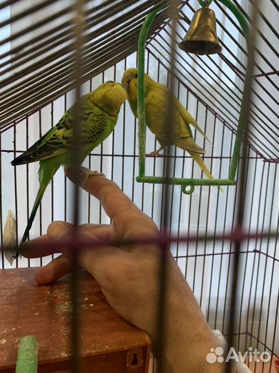 Волнистые попугаи с клеткой