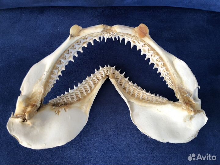 Челюсти акулы