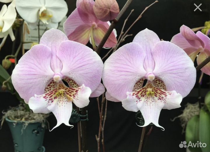 Орхидея фаленопсис