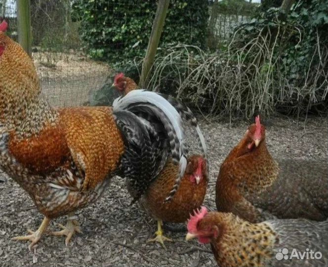 Инкубайюционное яйцо