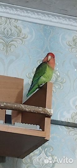 Попугай неразлучник