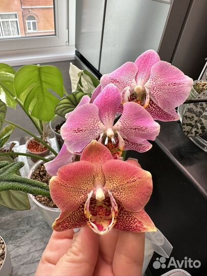 Пересадка орхидей и комнатных растений