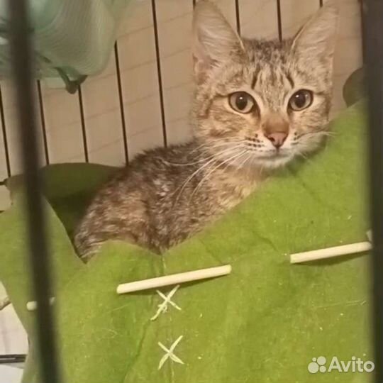 Котёнок