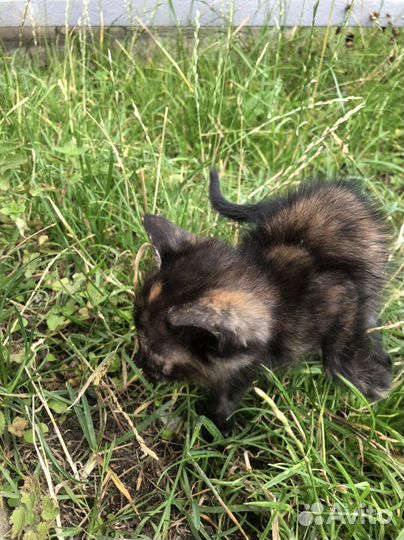 Котята в добрые руки 1 месяц