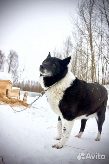 Собачка Ягодка