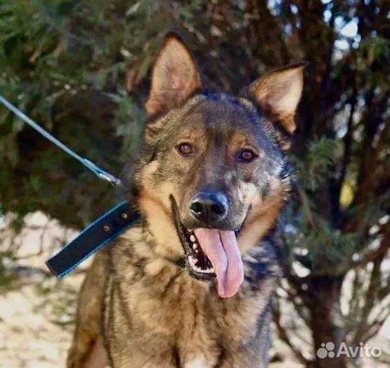 Лучший пёс в добрые руки