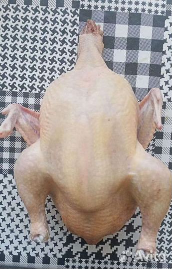 Тушка домашнего бройлера
