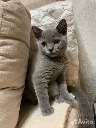 Британская короткошерстная