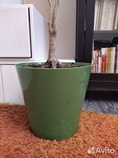 Пальма драцена 140 см