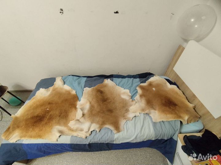 Шкуры кенгуру из Австралии