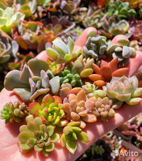 Суккуленты набором, ечеверия, кремнеседум
