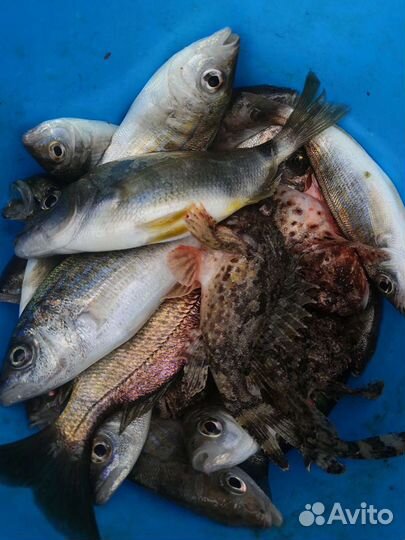 Морская рыбалка, прогулка в Анапе