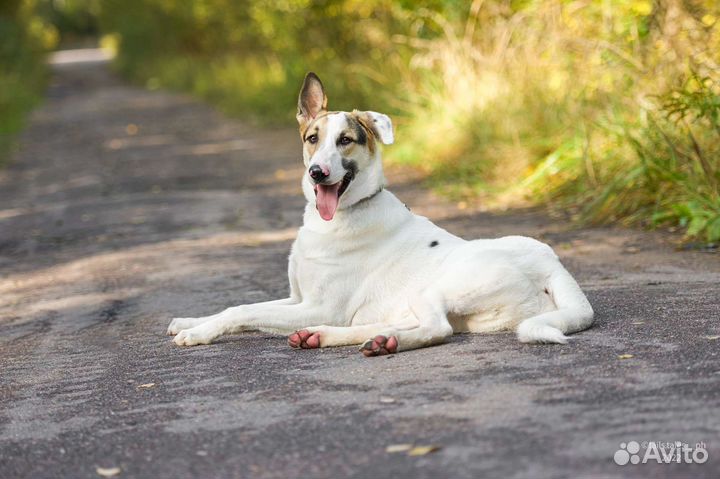 Очень крупный пес в добрые руки