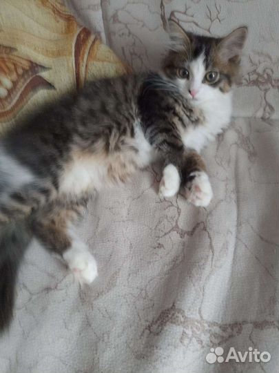 Кошки