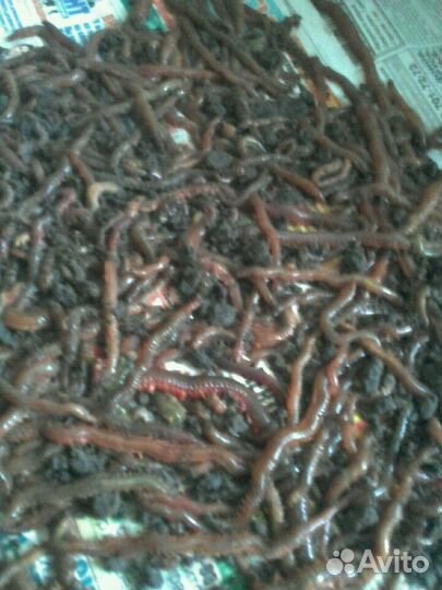 Червь морской вяленный с 6 утра