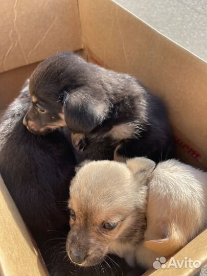 Щенок в добрые руки