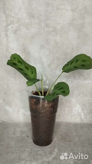 Маранта бьюти ким