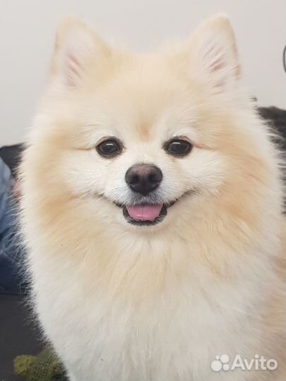 Вязка Немецкий померанский шпиц