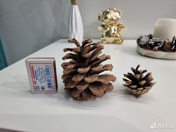 Шишки крымской сосны