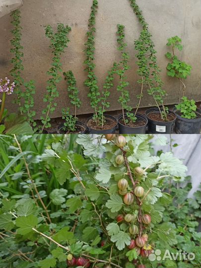Клематисы, гортензии,цветы, кустарники