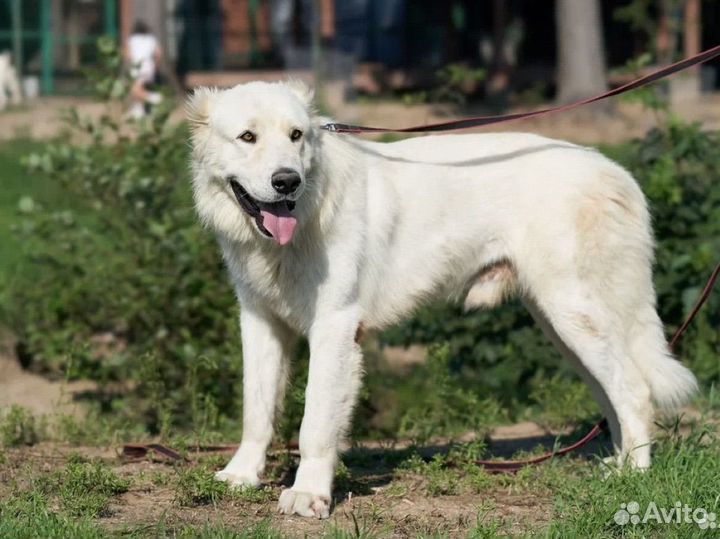 Шикарная пара алабаев в добрые руки