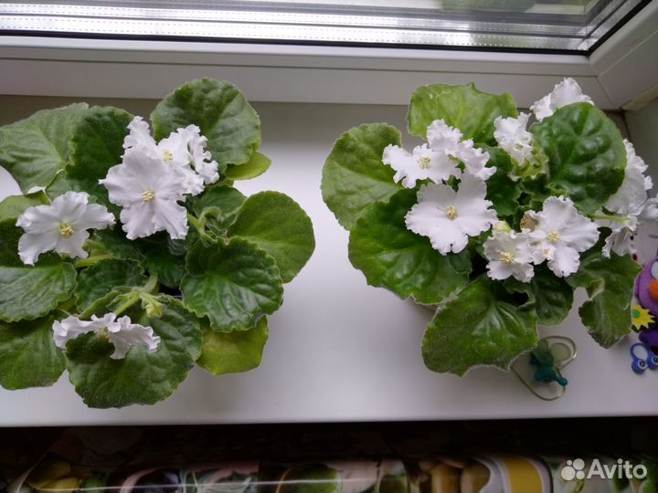 Комнатные цветы