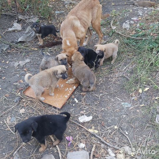 Кутята