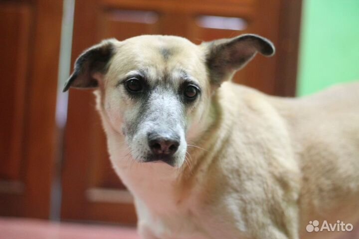 Бабуля Айдуля ищет свой дом или меценатов