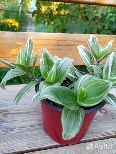 Традесканция