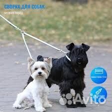 Сворка для выгула двух собак