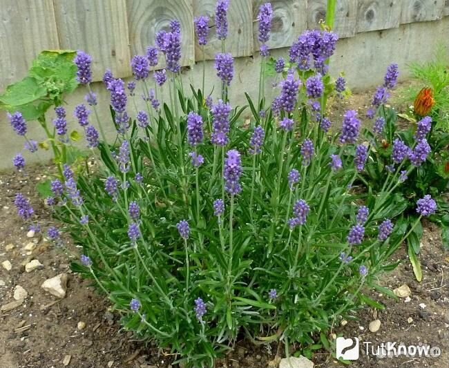 Рассада Лаванды