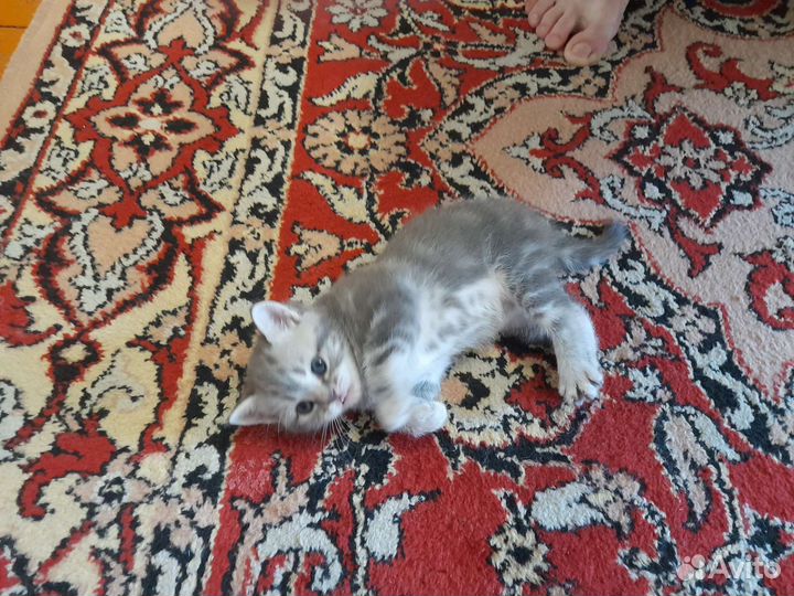 Шотландская вислоухая кошка