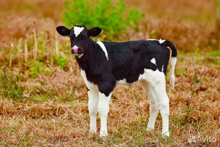 Телята от своих коров