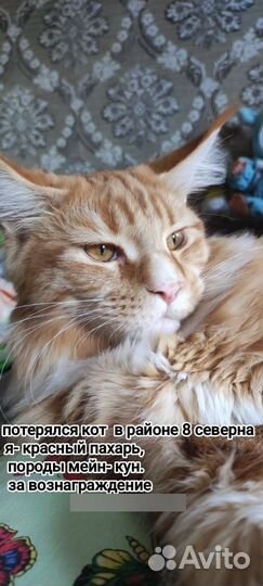 Кот мейн-кун