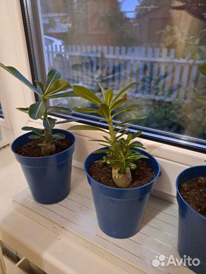 Адениум (роза пустыни)