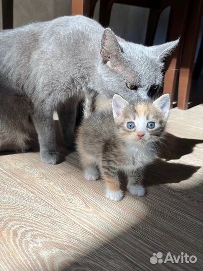 Котенок в добрые руки