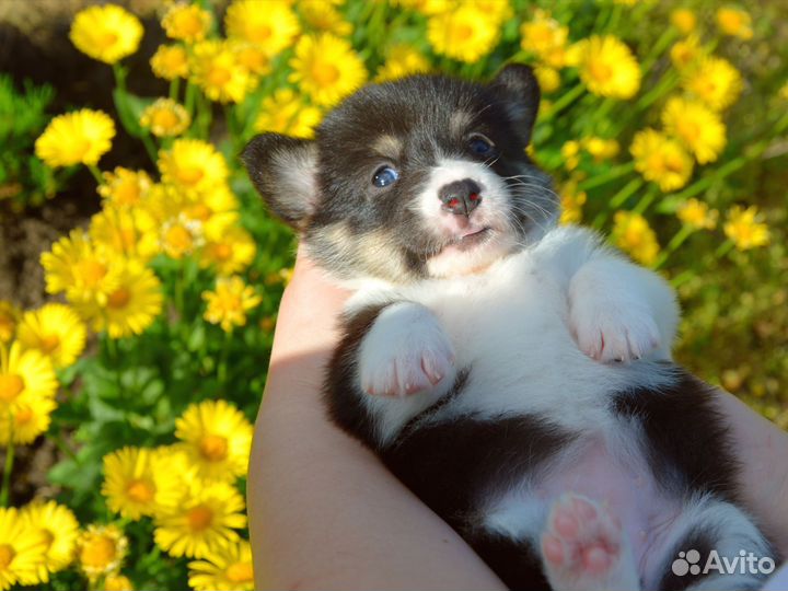 Щенки вельш корги пемброк