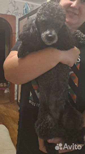 Вязка карликовый пудель